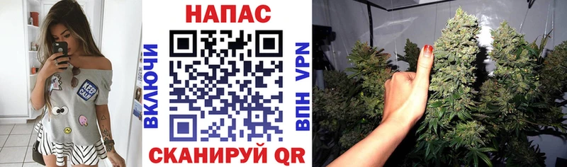 Купить  Куровское  Канабис план 